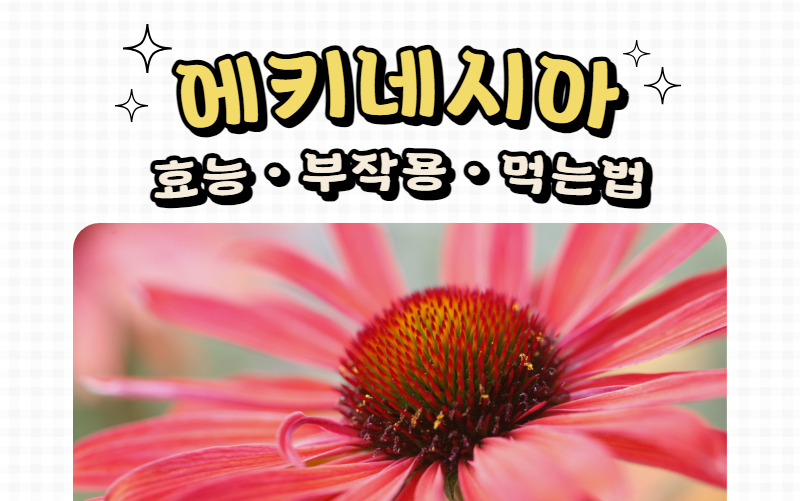 에키네시아 효능 부작용