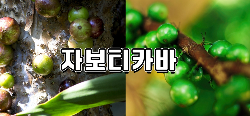 자보티카바