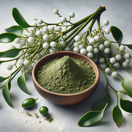 미슬토 식물과 그 옆에 담긴 미슬토 추출물 분말