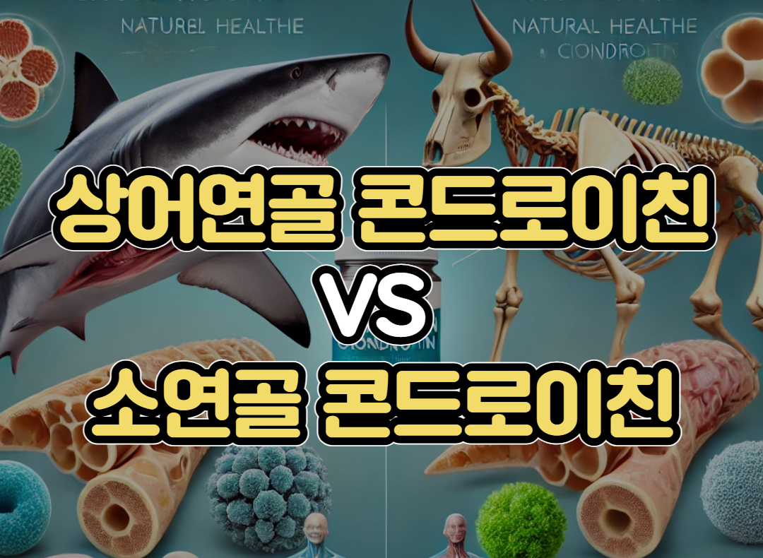 상어연골 콘드로이친 vs 소연골 콘드로이친